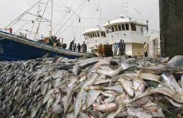 «De très grandes quantités de produits de requins et de raies sont exportées vers d'autres continents…», alerte Mme Mame Gogo Ndiaye, du MEDD