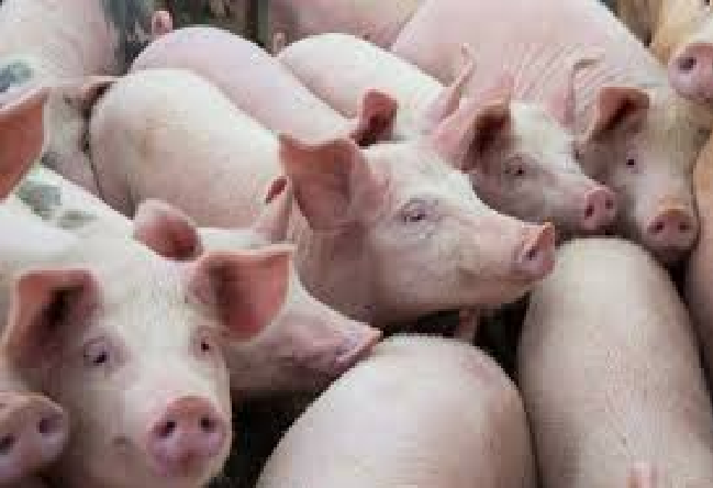 Pour plus de porcs à la communauté chrétienne: Macky Sall lance l’opération «mbaam-xuux»
