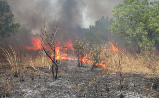 Des milliers d’ha dévastés par les feux de brousse en 2020-21: 45 milliards FCfa pour éteindre l’incendie