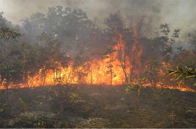 Lutte contre les feux de brousse: A Sédhiou, le Service régional des Eaux et Forêts ne dispose pas de citerne