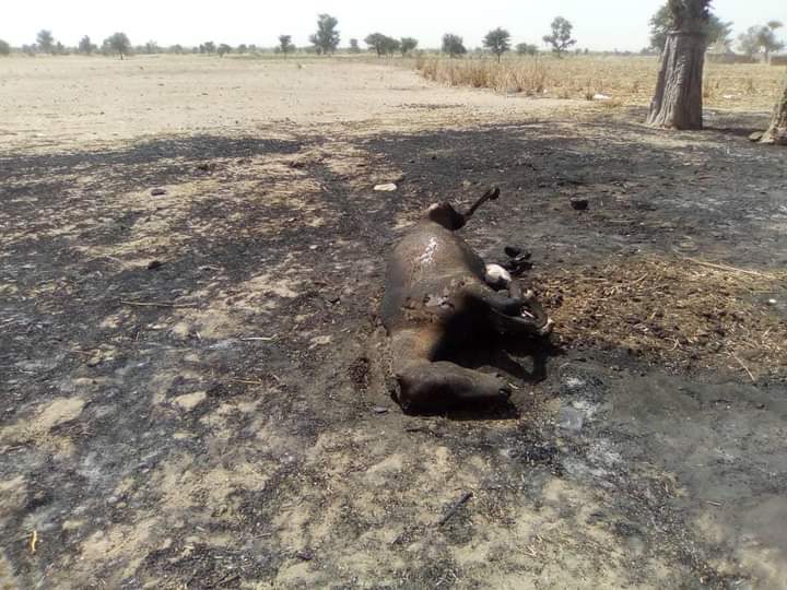 Incendie à Kaolack: Les flammes ravagent le village de Ndiokél