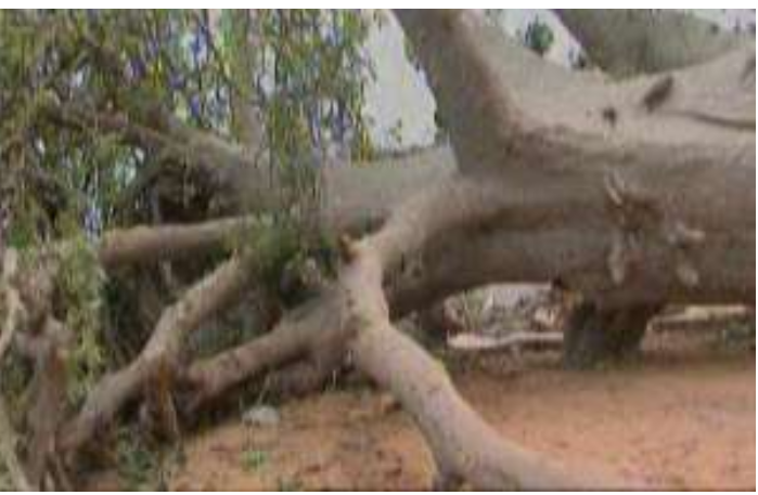 Drame à Thiès:  Une jeune fille Aby Cissé meurt écrasée par un baobab centenaire