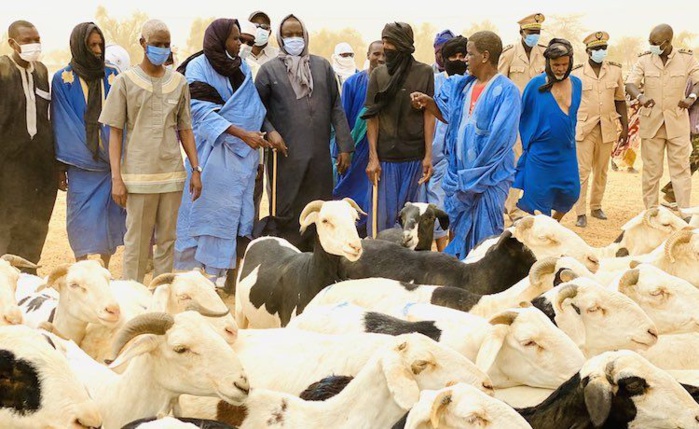 Tabaski 2022 : Les besoins en moutons estimés à 810.000 têtes