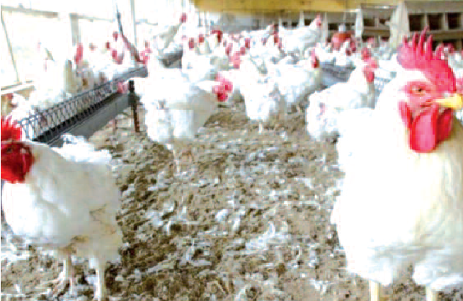 Crise dans le secteur avicole : Les acteurs veulent des mesures urgentes