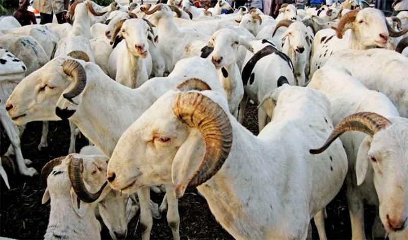 Vol de bétail à Diogo: La Brigade de proximité cravate 2 individus avec 8 moutons de race