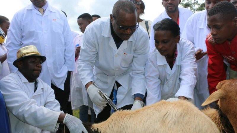 Peste des petits ruminants : Le Sénégal travaille à son éradication