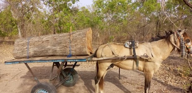 Saisie de bois: Cinq trafiquants forestiers sous mandat de dépôt