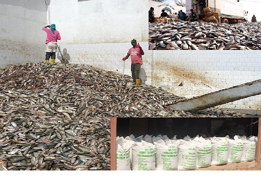 Gestion des pêcheries de petits pélagiques : L’exportation et les usines de farine de poisson constituent un frein