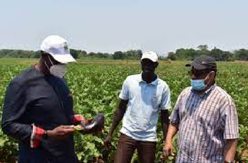 Exploitation du potentiel du continent : Club Afrique développement plaide pour l’agro-business
