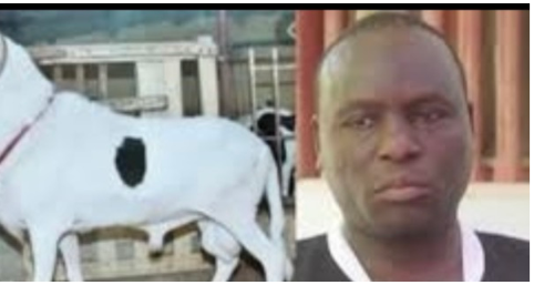 Associations de malfaiteurs et vol en réunion: Les voleurs de moutons de Boy Kaïré encourent 20 ans de travaux forcés