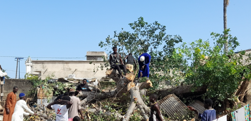 Kaolack : La chute d’un baobab fait une vingtaine de blessés