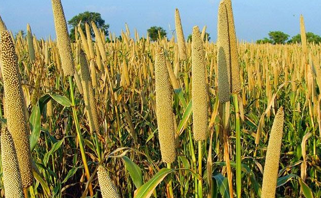 Accord sur les céréales: Pourquoi le retrait russe risque de peser sur la crise alimentaire ?