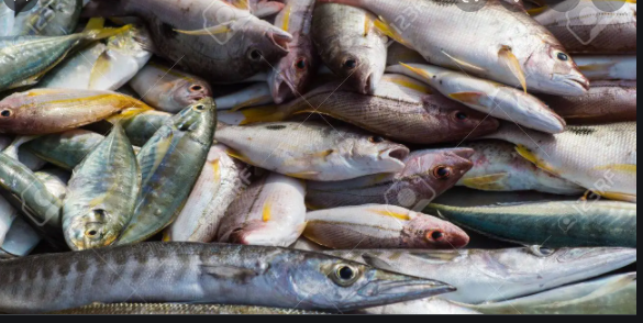 Raréfaction du poisson à Cayar