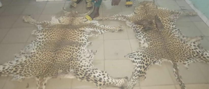 Une bande de braconniers arrêtée à Kédougou