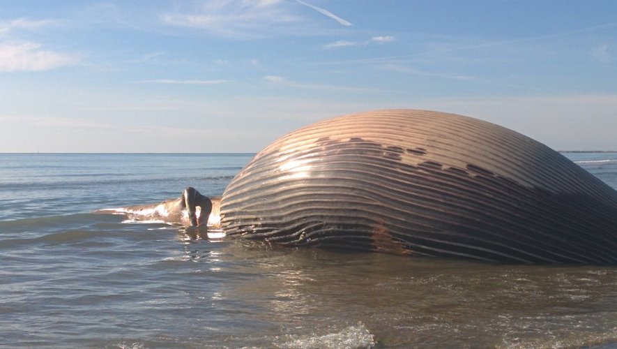 Pourquoi les baleines mortes sontelles si dangereuses ? Les risques