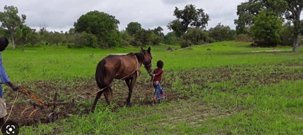 Promotion de l’agroécologie au Sénégal: Les mille et une difficultés pour faire du secteur un pilier du tissu économique