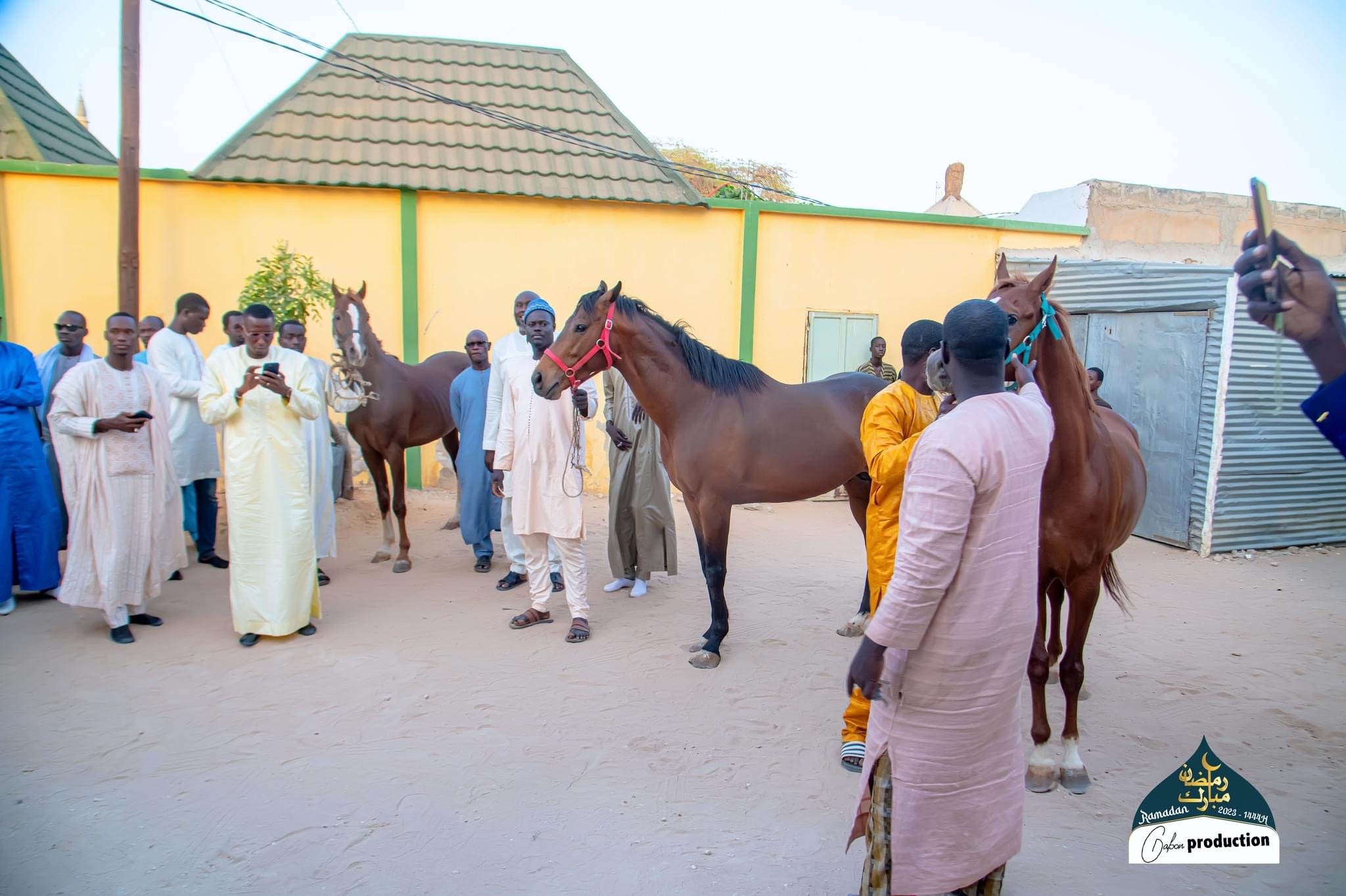 Omar Bayo mou Serigne Mountakha offre trois chevaux de course au Khalife général des Mourides (Photos)