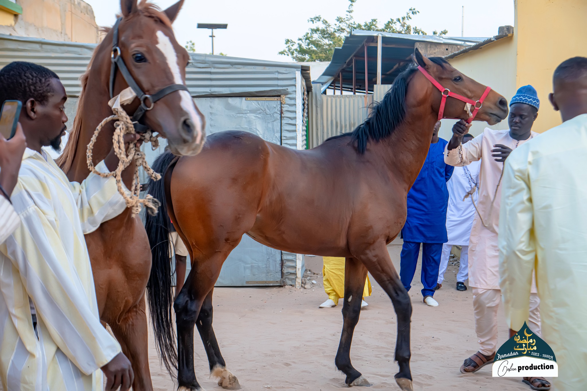 Omar Bayo mou Serigne Mountakha offre trois chevaux de course au Khalife général des Mourides (Photos)