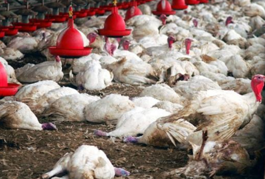 Grippe aviaire dans les Niayes : L’épidémie persiste