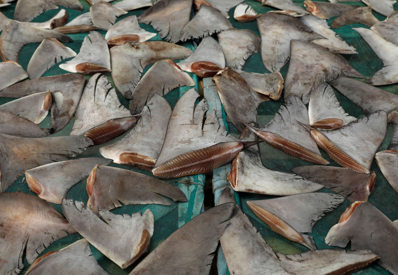Coups de filet de la Douane : Saisie de 1,600 tonne d'ailerons de requin à Kébémer et de faux médicaments 