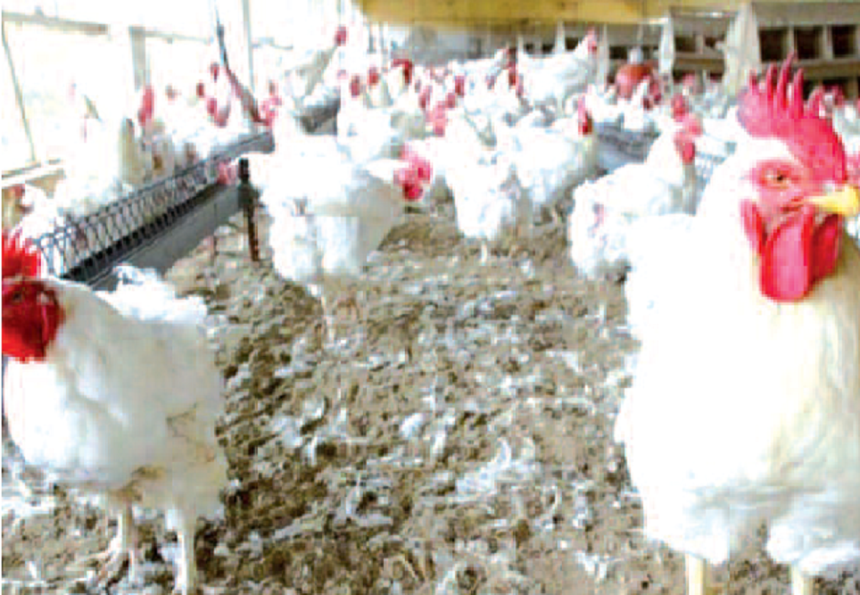 Alerte santé : Un foyer de grippe aviaire repéré à Ziguinchor