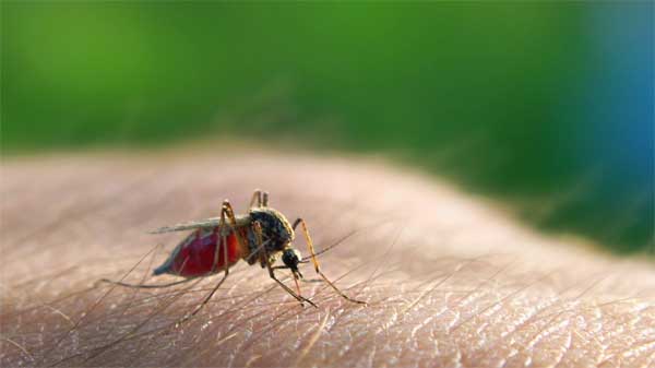 Eradication du paludisme : Le monde en quête du vaccin, à partir de Dakar