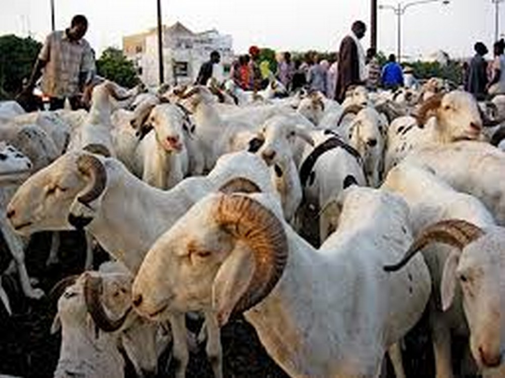 Marchés de bétail de la région de Thiès : Visite du Premier ministre, Ministre de l’Elevage et des Productions animales, Amadou Bâ