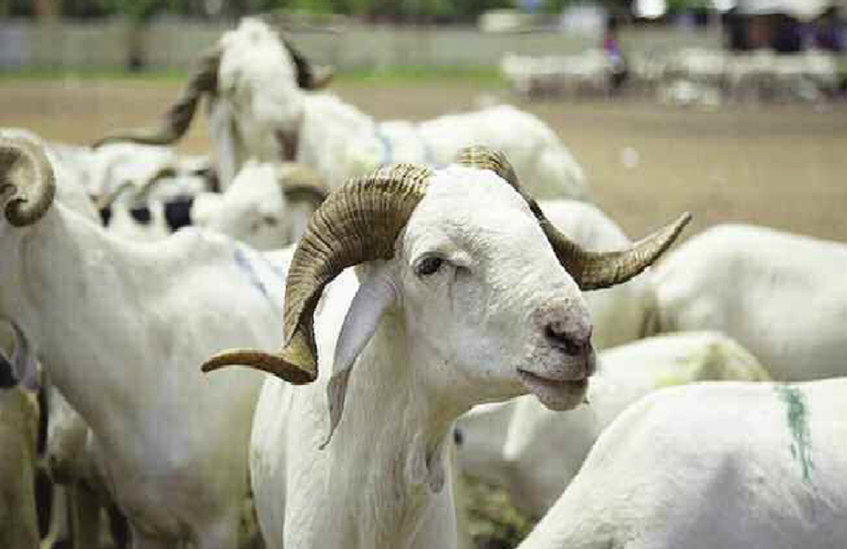Nioro / Tabaski et soutien aux érudits : Le ministre Moustapha Bâ offre plusieurs dizaines de moutons aux imams