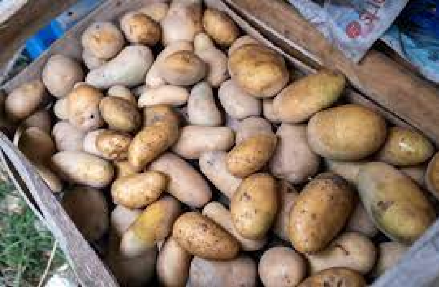 Scandale agricole : Des pommes de terre de très mauvaise qualité sur le marché