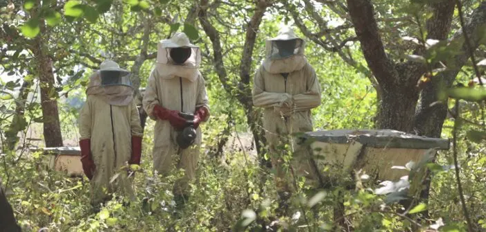 Apiculture: La fédération nationale des apiculteurs du Sénégal demande le départ de leur directeur général