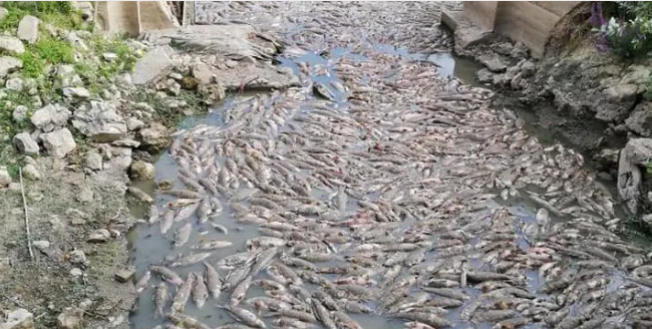 Lac de Malika : Les poissons meurent par centaines