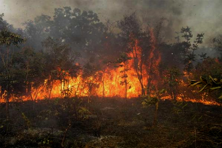 Tambacounda : Plusieurs foyers de feux de brousse signalés dans la région