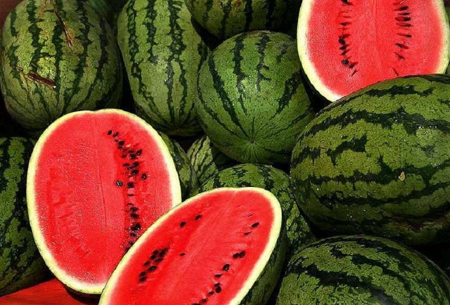 Horticulture - La vente de pastèques : Bien en marche, un business qui nourrit son homme