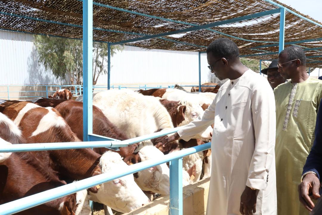 Photos/ Élevage: Amadou Ba, Premier Ministre lors de la réception des 1300 génisses gestantes à haut potentiel de laitier