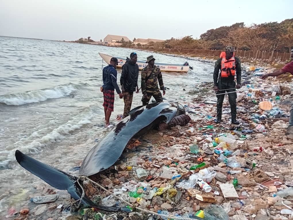 Un cétacé retrouvé échoué sur la plage de la Baie de Hann