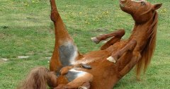Des animaux empaillés qui méritaient franchement mieux... Le 13, si vous trouvez ce que c'est, dites-le moi