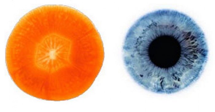 10 aliments qui ressemblent curieusement à la partie du corps pour laquelle ils sont bons !