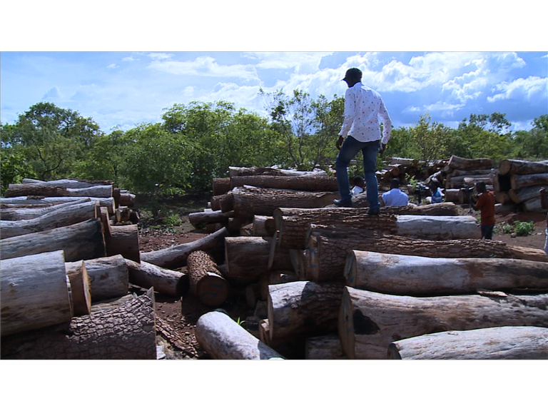 "Ça me dit mag" en Casamance : Pape Alé Niang au cœur du trafic de bois dans la région sud