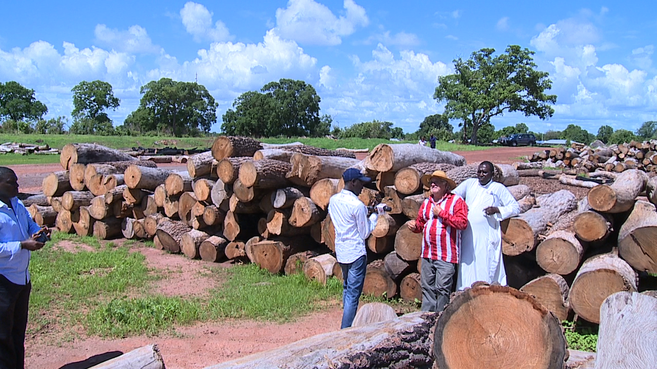 "Ça me dit mag" en Casamance : Pape Alé Niang au cœur du trafic de bois dans la région sud