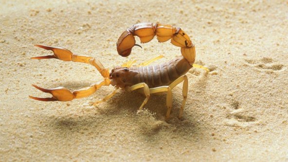 Louga : Un scorpion tue une fillette de 5 ans à Ndiagne