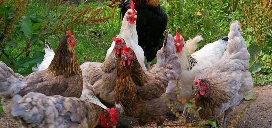 Grippe aviaire en Côte d’ivoire : des milliers de poulets perdent la vie