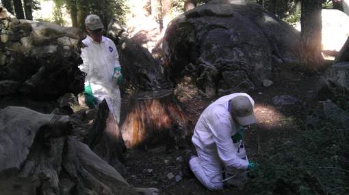 Californie : Un 2e touriste touché par la peste après une visite au Yosemite