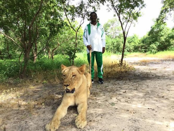 Le ministre Mary Teuw Niane se promène avec des lions