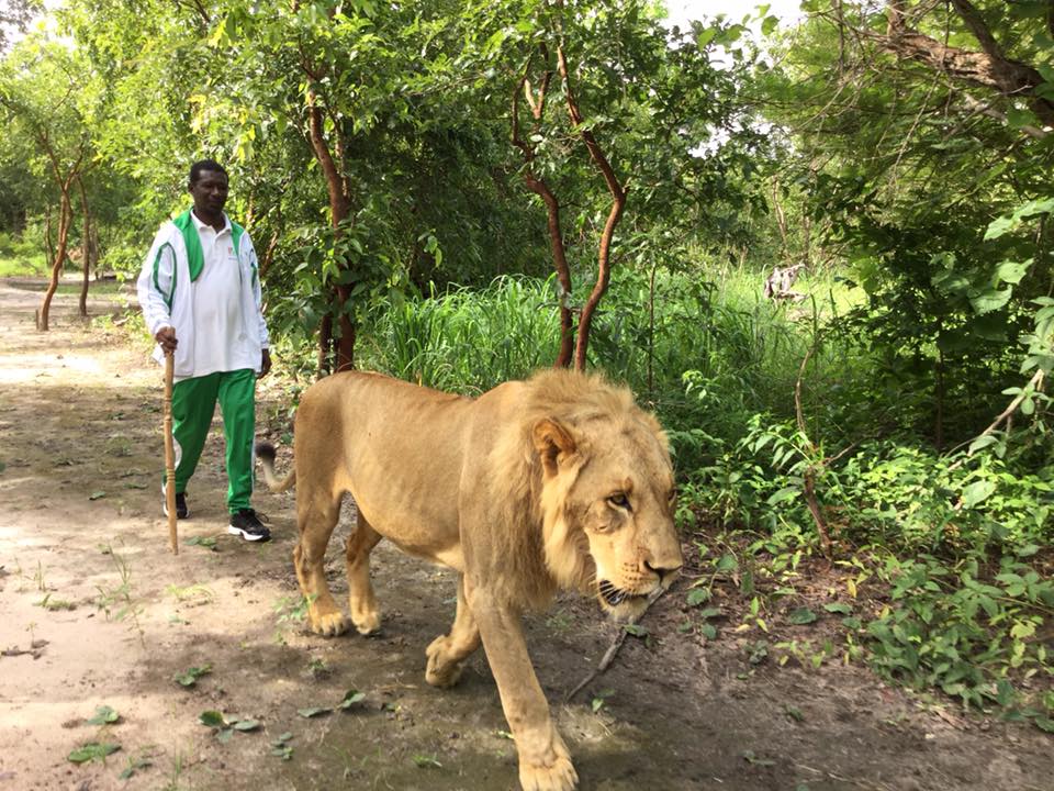 Le ministre Mary Teuw Niane se promène avec des lions