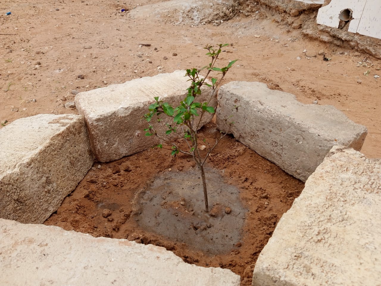 Journée de Set Setal et de Reboisement à Saly: Les patriotes se mobilisent pour un environnement plus propre (Photos) Journée de Set Setal et de Reboisement à Saly: Les patriotes se mobilisent pour un environnement plus propre (Photos)
