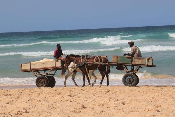 Extraction frauduleuse de sable marin à Gadaye: Bataille rangée entre charetiers et agents des eaux forêts