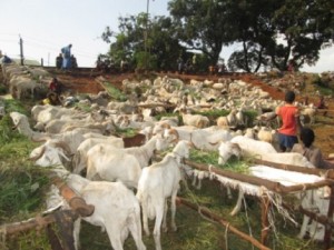 Bamako: A quelques jours de la fête de tabaski : Les moutons vendus à prix d’or