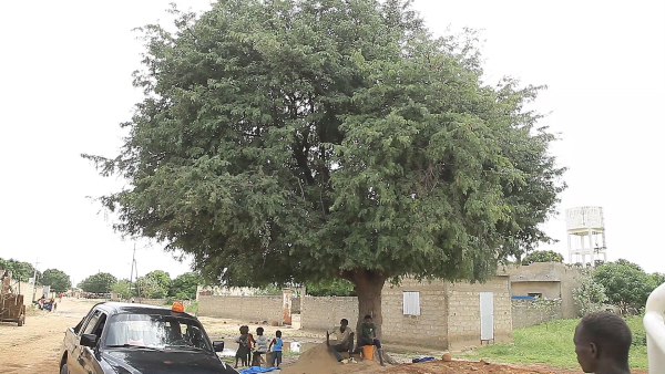 Quand le tamarinier du village de Hanène refuse de céder le passage aux caterpillars