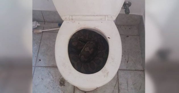 Australie : Des serpents se logent dans les cuvettes des toilettes pour échapper à la chaleur