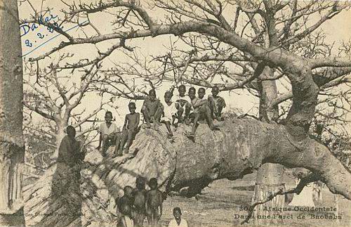 Carte postale : De jeunes enfants perchés sur un baobab